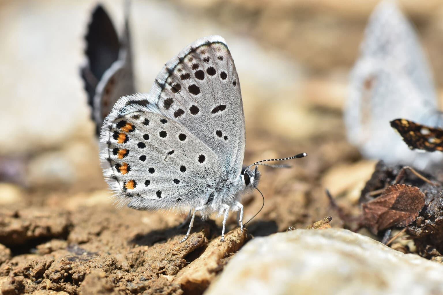 Gatunek Pseudophilotes_vicrama - Motylarnia Władysławowo