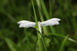 Gatunek Pterophorus_pentadactyla - Motylarnia Władysławowo