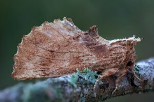 Gatunek Ptilodon_capucina - Motylarnia Władysławowo