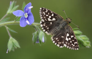 Gatunek Pyrgus_malvae - Motylarnia Władysławowo