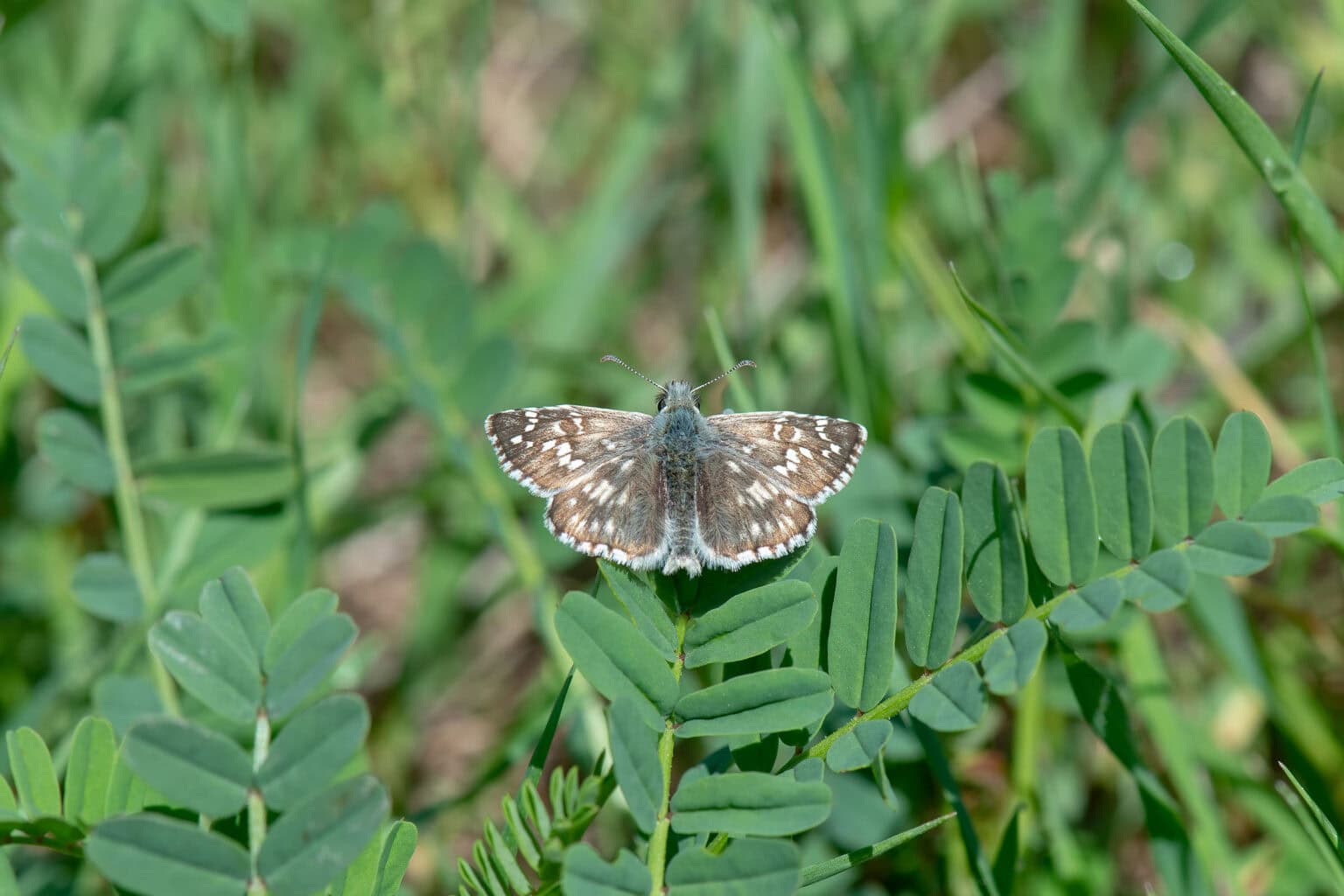 Gatunek Pyrgus_serratulae - Motylarnia Władysławowo