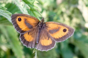 Gatunek Pyronia_tithonus - Motylarnia Władysławowo