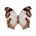 Gatunek Salamis_anacardii - Motylarnia Władysławowo
