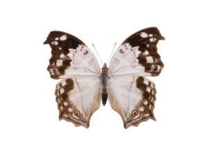 Gatunek Salamis_anacardii - Motylarnia Władysławowo