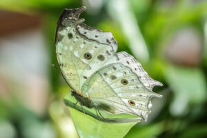 Gatunek Salamis_parhassus - Motylarnia Władysławowo