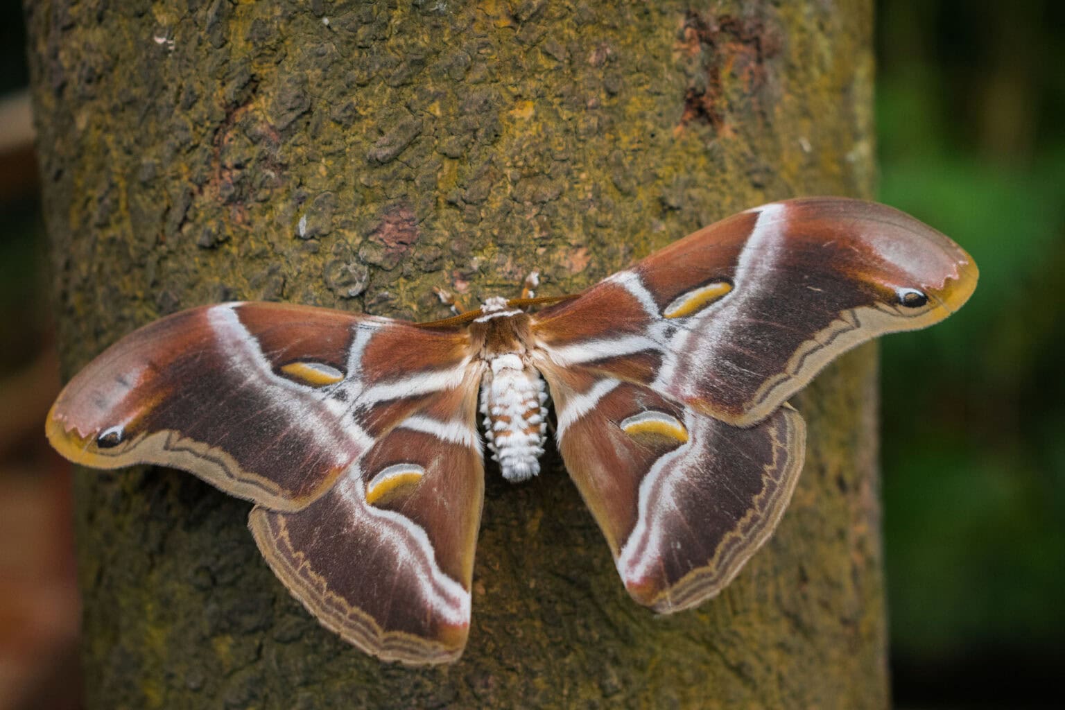 Gatunek Samia_ricini - Motylarnia Władysławowo