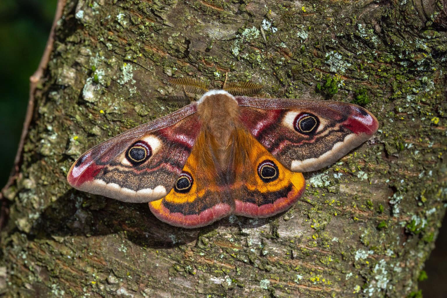 Gatunek Saturnia_pavonia - Motylarnia Władysławowo