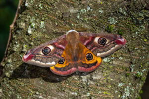 Gatunek Saturnia_pavonia - Motylarnia Władysławowo
