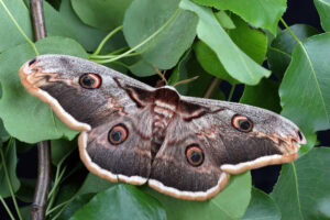 Gatunek Saturnia_pyri - Motylarnia Władysławowo