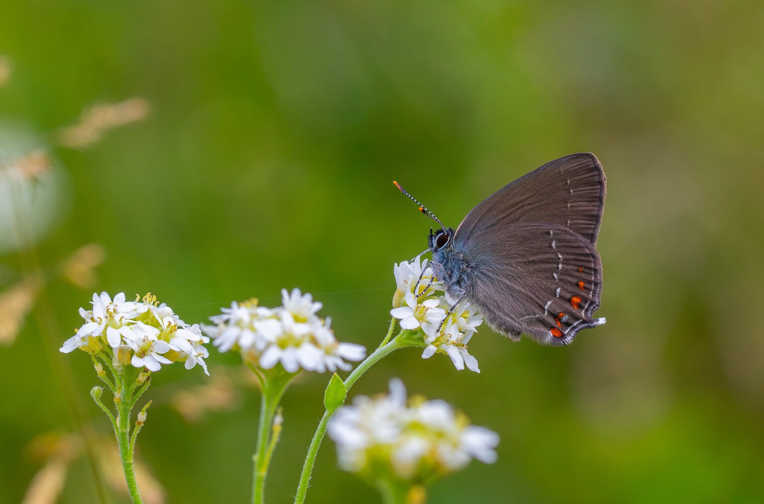 Gatunek Satyrium_ilicis - Motylarnia Władysławowo