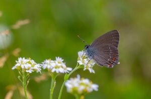Gatunek Satyrium_ilicis - Motylarnia Władysławowo