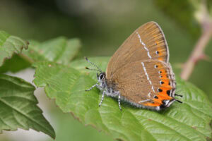 Gatunek Satyrium_pruni - Motylarnia Władysławowo