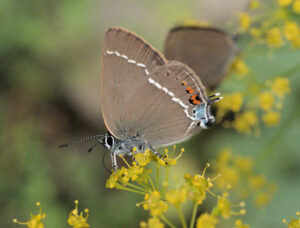 Gatunek Satyrium_spini - Motylarnia Władysławowo