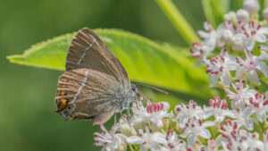 Gatunek Satyrium_w-album - Motylarnia Władysławowo