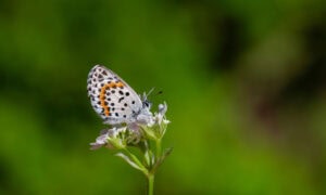 Gatunek Scolitantides_orion - Motylarnia Władysławowo