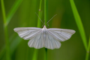 Gatunek Siona_lineata - Motylarnia Władysławowo