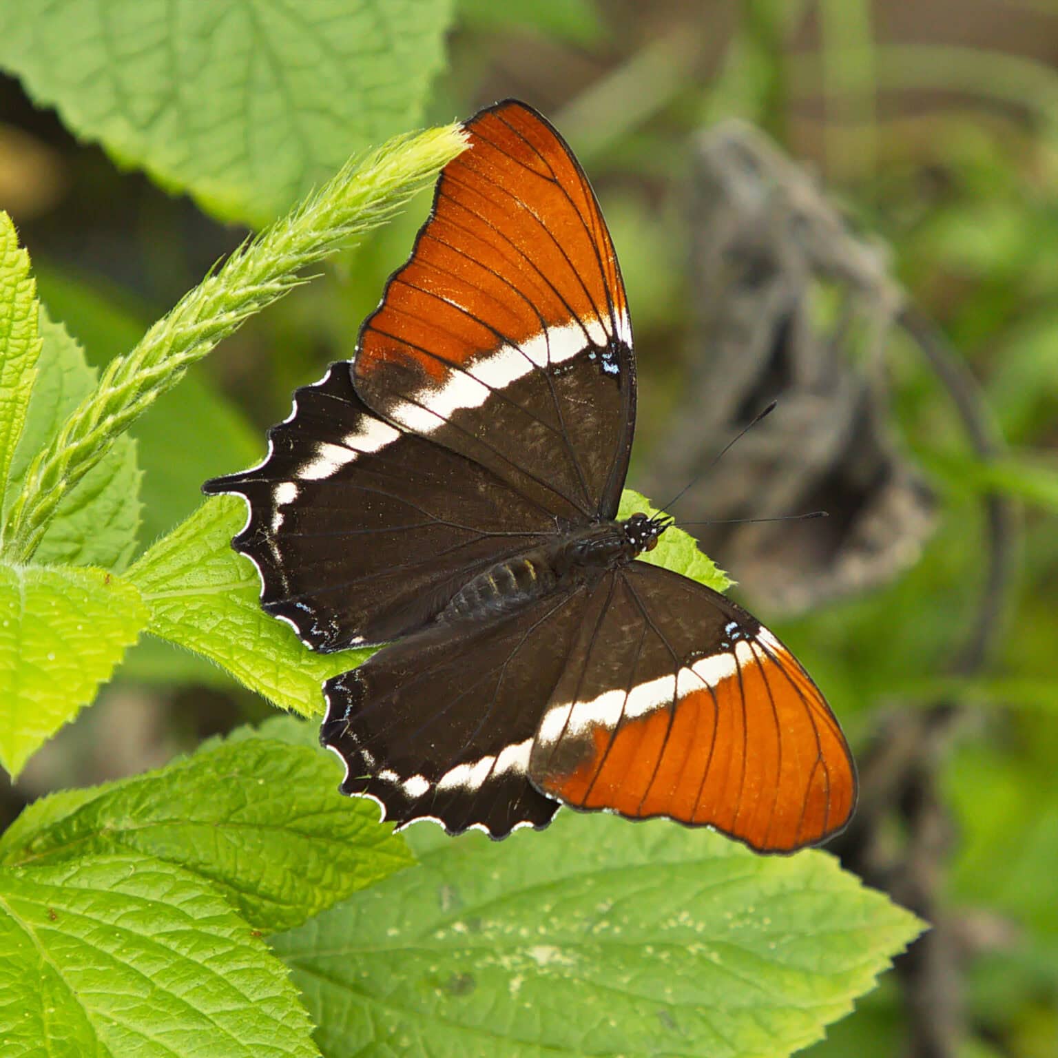 Gatunek Siproeta_epaphus - Motylarnia Władysławowo