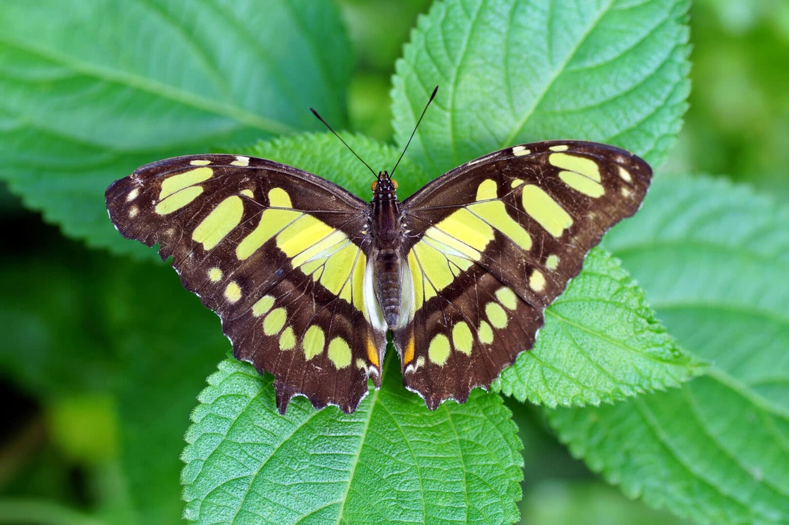 Gatunek Siproeta_stelenes - Motylarnia Władysławowo