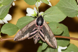 Gatunek Sphinx_ligustri - Motylarnia Władysławowo