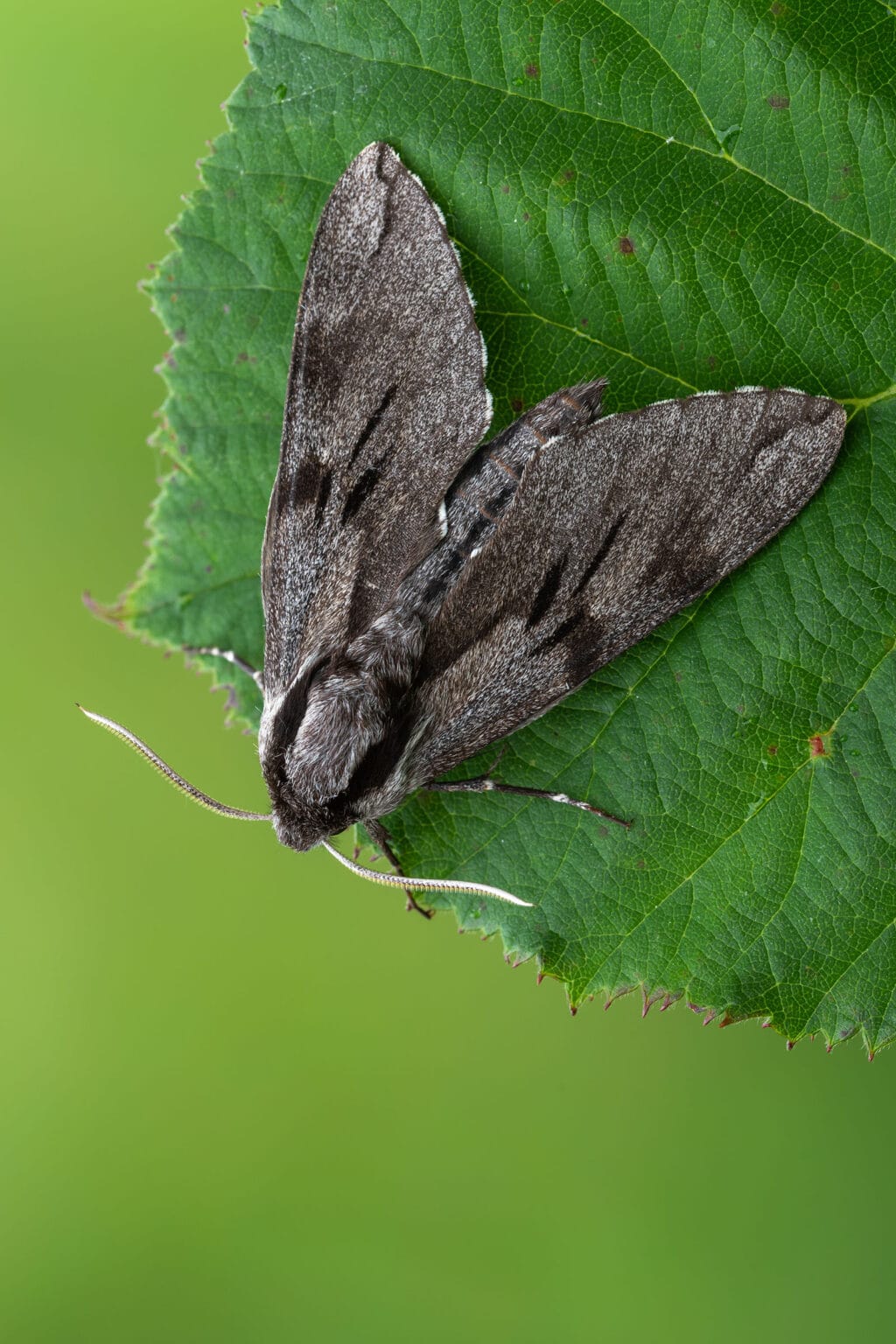 Gatunek Sphinx_pinastri - Motylarnia Władysławowo
