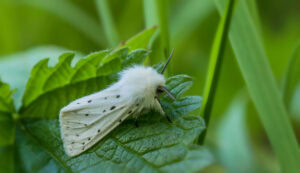 Gatunek Spilosoma_lubricipeda - Motylarnia Władysławowo
