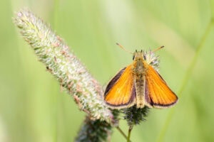 Gatunek Thymelicus_lineola - Motylarnia Władysławowo