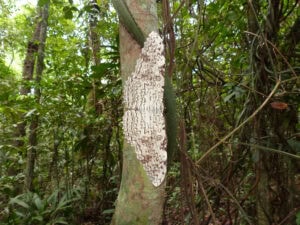 Gatunek Thysania_agrippina - Motylarnia Władysławowo