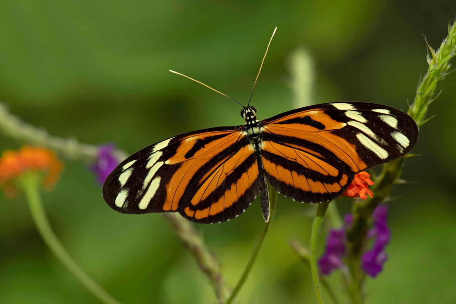 Gatunek Tithorea_harmonia - Motylarnia Władysławowo