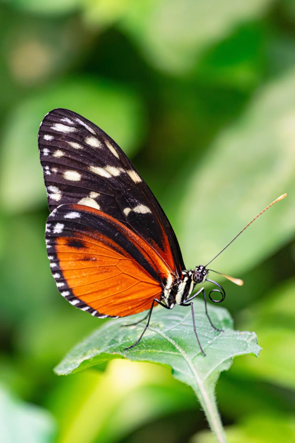 Gatunek Tithorea_tarricina - Motylarnia Władysławowo