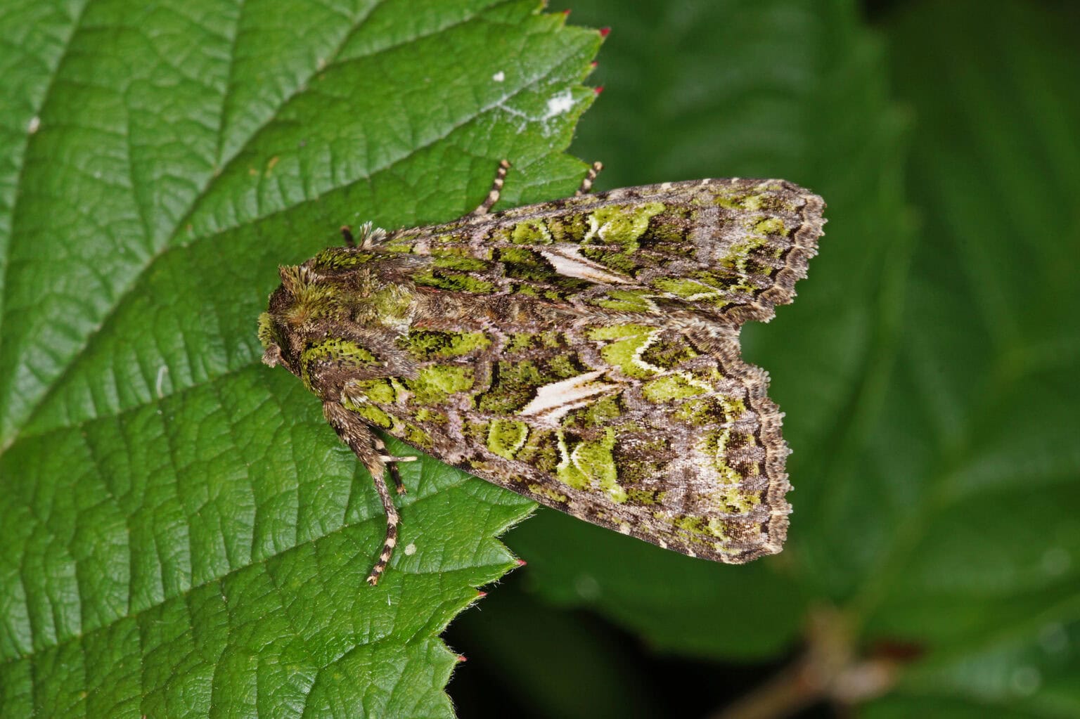 Gatunek Trachea_atriplicis - Motylarnia Władysławowo