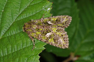 Gatunek Trachea_atriplicis - Motylarnia Władysławowo
