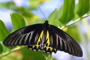 Gatunek Troides_helena - Motylarnia Władysławowo