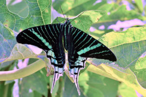 Gatunek Urania_leilus - Motylarnia Władysławowo