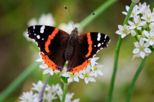 Gatunek Vanessa_atalanta - Motylarnia Władysławowo