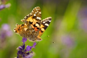 Gatunek Vanessa_cardui - Motylarnia Władysławowo