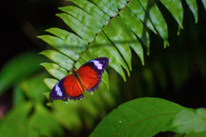Gatunek Vanessa_itea - Motylarnia Władysławowo