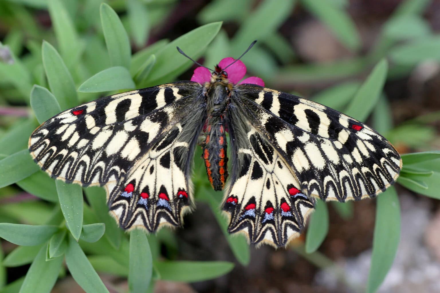 Gatunek Zerynthia_polyxena - Motylarnia Władysławowo
