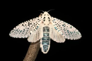 Gatunek Zeuzera_pyrina - Motylarnia Władysławowo