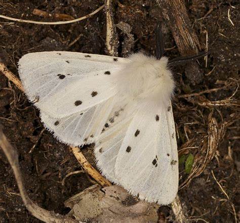 Gatunek Diaphora_mendica - Motylarnia Władysławowo