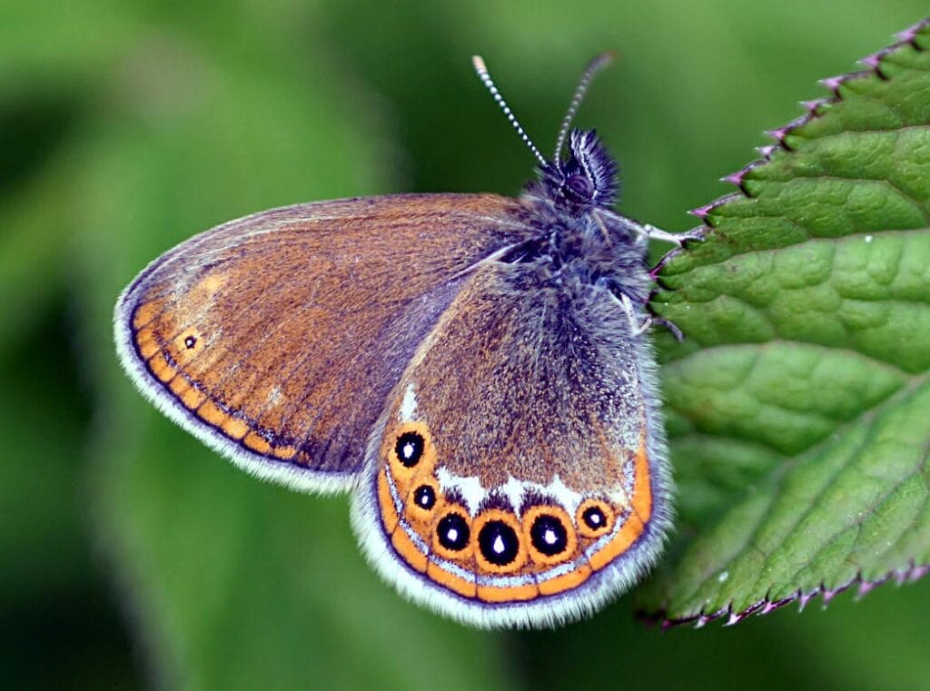 Gatunek Coenonympha_hero - Motylarnia Władysławowo