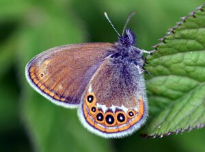 Gatunek Coenonympha_hero - Motylarnia Władysławowo