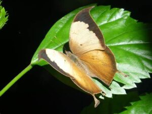 Gatunek Consul_electra - Motylarnia Władysławowo