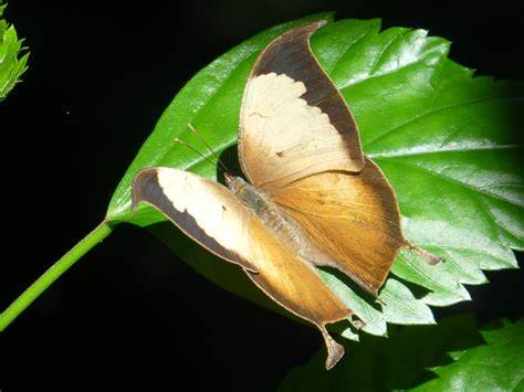 Gatunek Consul_electra - Motylarnia Władysławowo