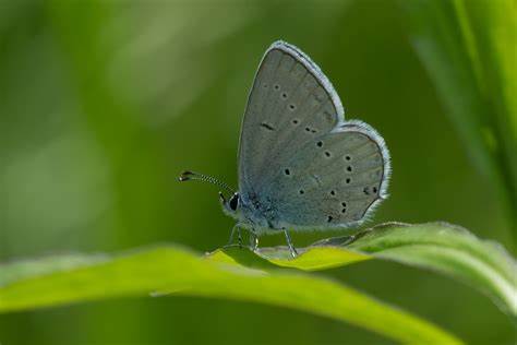 Gatunek Cupido_alcetas - Motylarnia Władysławowo