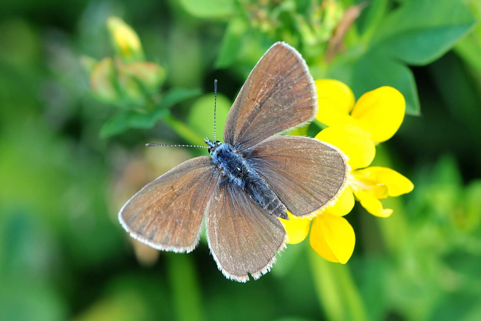 Gatunek Cupido_minimus - Motylarnia Władysławowo