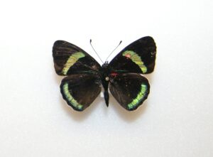 Gatunek Diaethria_neglecta - Motylarnia Władysławowo