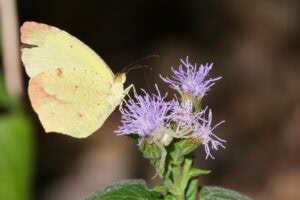 Gatunek Eurema_boisduvalian - Motylarnia Władysławowo