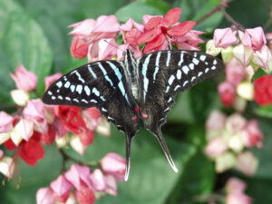 Gatunek Graphium_colonna - Motylarnia Władysławowo