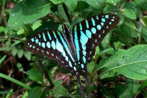Gatunek Graphium_policenes - Motylarnia Władysławowo