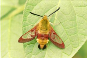 Gatunek Haemaris_fuciformis - Motylarnia Władysławowo